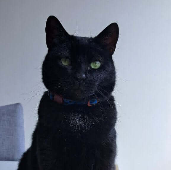 Cara de una gata negra con mirada de juzgamiento